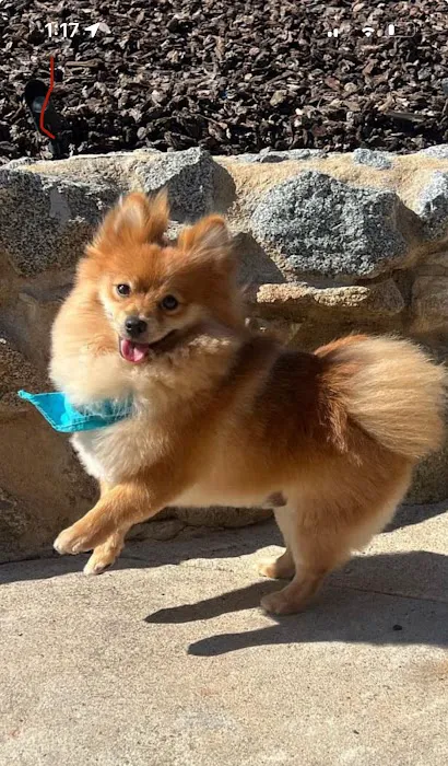 Escondido Hills Animal Hospital 1