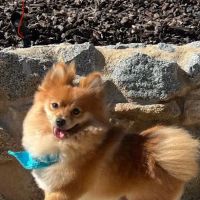 Escondido Hills Animal Hospital ico