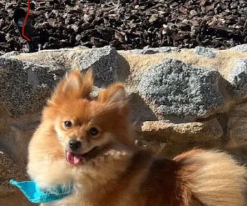 Escondido Hills Animal Hospital