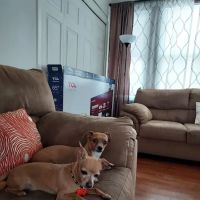 Banfield Pet Hospital ico