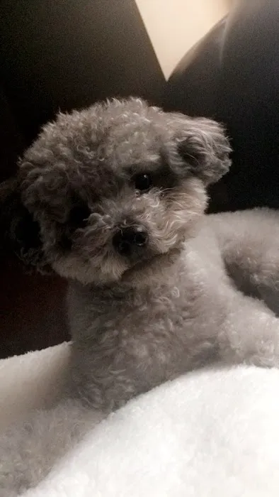 Poodle Palace 12