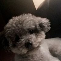 Poodle Palace ico