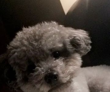 Poodle Palace
