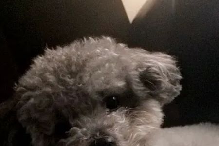 Poodle Palace