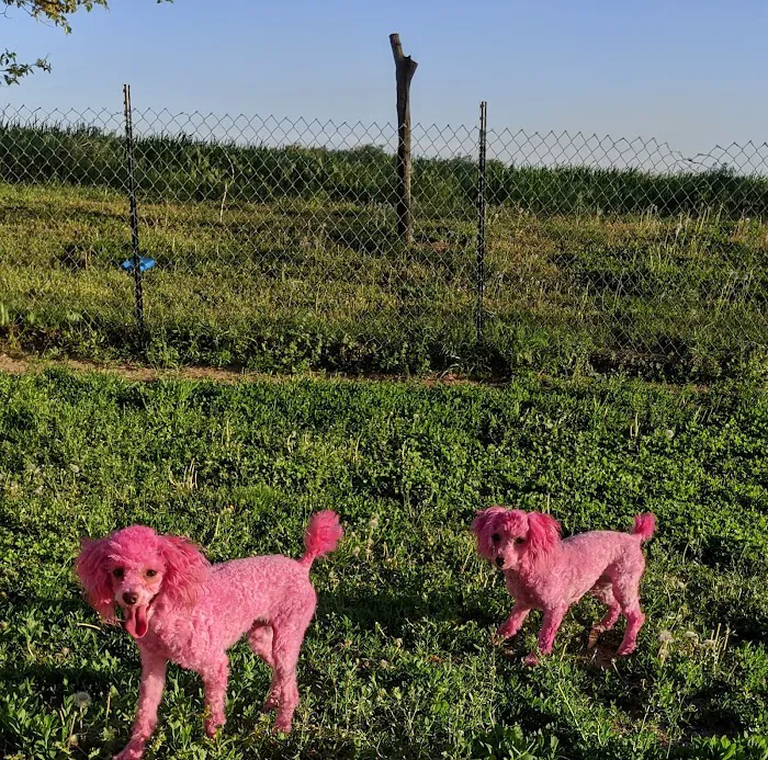 Poodle Palace 12