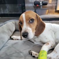 VCA Blairstown Animal Hospital ico