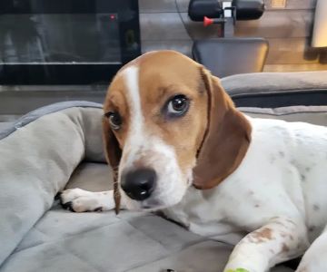 VCA Blairstown Animal Hospital
