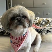 Northside Animal Hospital ico