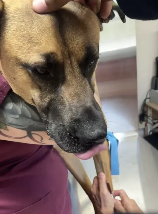 Northside Animal Hospital 2