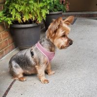 Animal Health Group on Castleton Ave ico