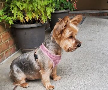 Animal Health Group on Castleton Ave