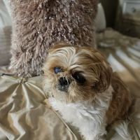 Forest Animal Hospital ico