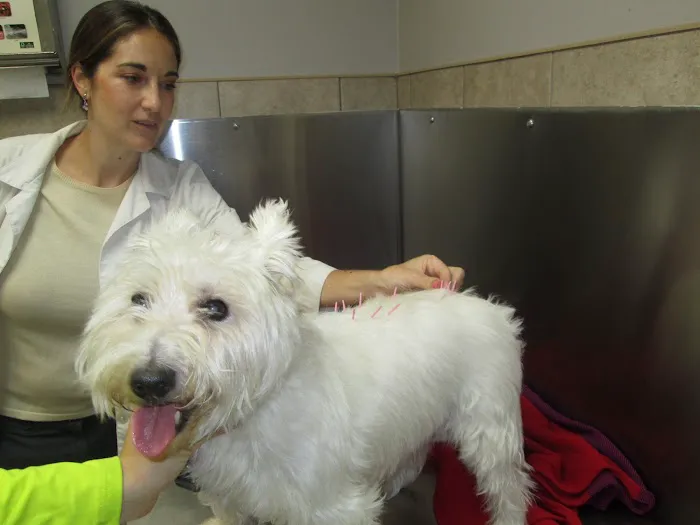 Bayonne Animal Hospital 10