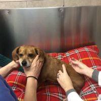 Bayonne Animal Hospital ico