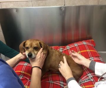 Bayonne Animal Hospital
