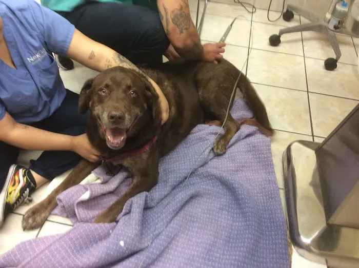 Bayonne Animal Hospital 4