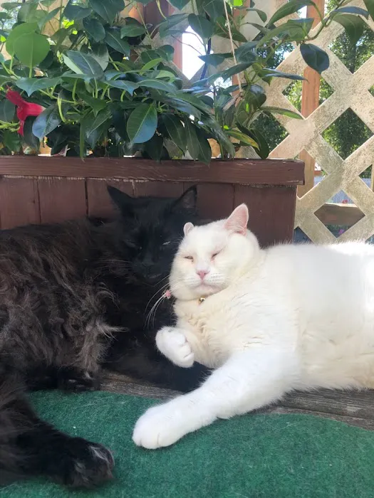 Island Bird Cat & Dog Veterinary Group 4