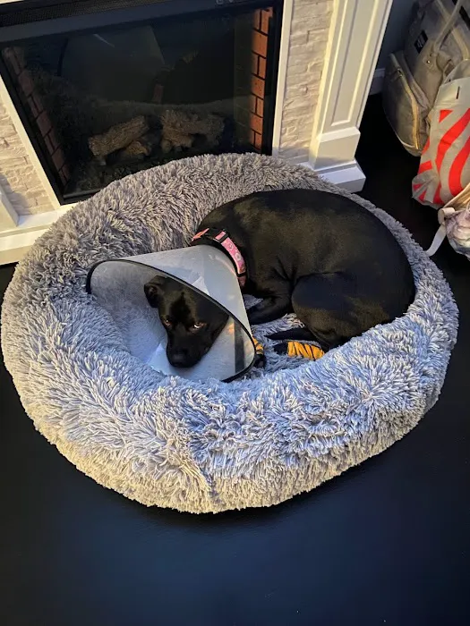Island Bird Cat & Dog Veterinary Group 2