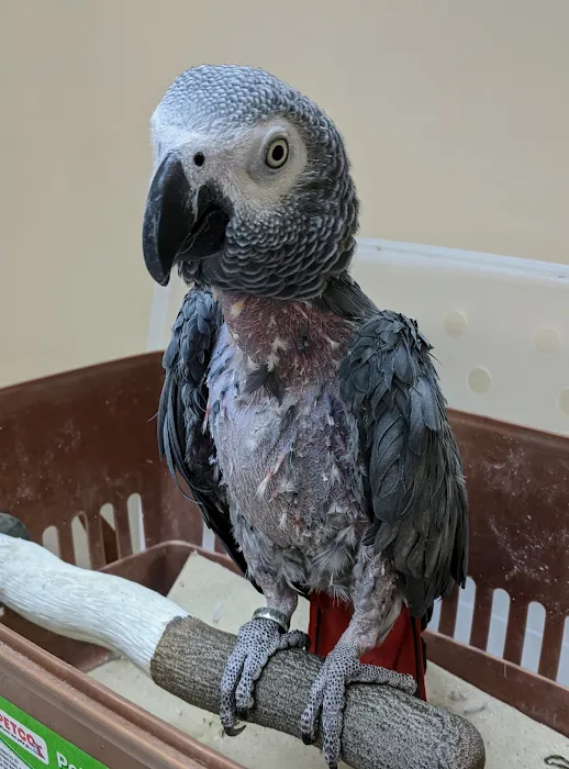 Island Bird Cat & Dog Veterinary Group 10