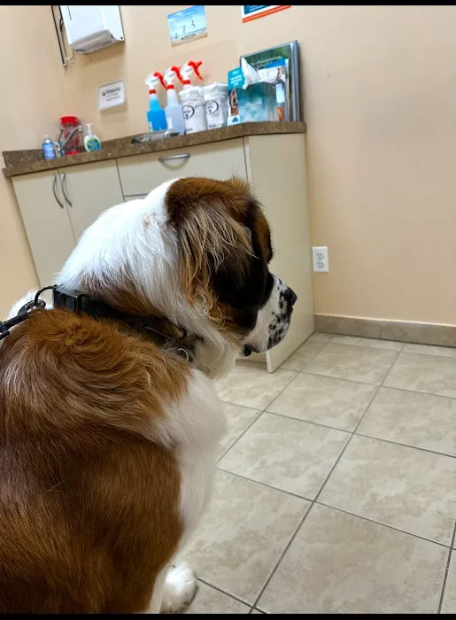 Island Bird Cat & Dog Veterinary Group 7