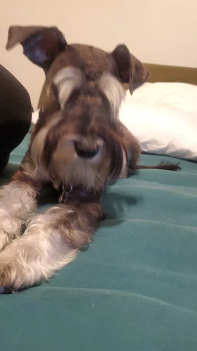 Fetch 501 2