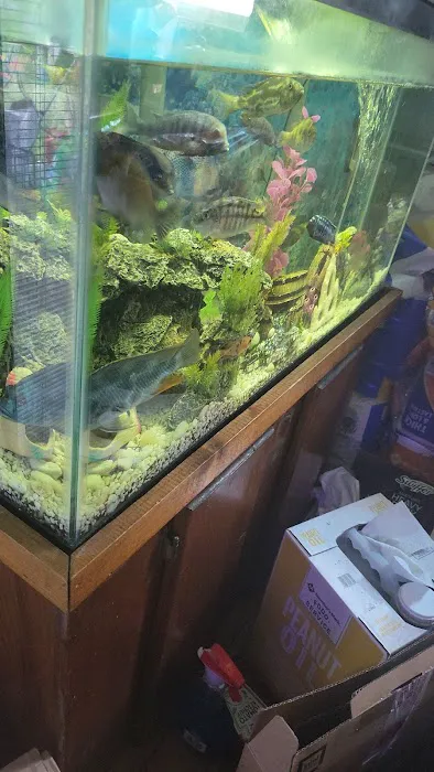Bob's Tropical Fish 6