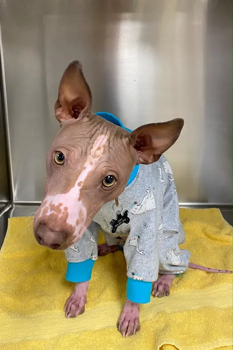 Hudson Valley Veterinary Dermatology - Westchester 4
