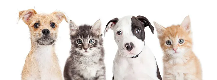 Hudson Valley Veterinary Dermatology - Westchester 5
