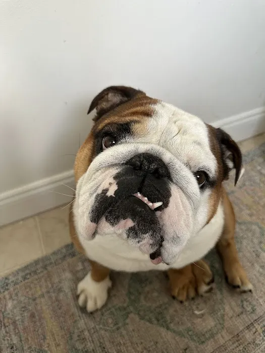 Hudson Valley Veterinary Dermatology - Westchester 10