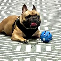 Hudson Valley Veterinary Dermatology - Westchester ico