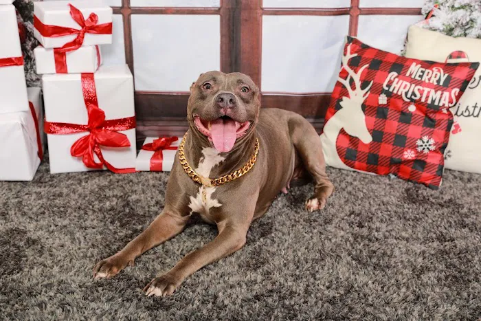 Porsha's Paws Dog Boutique 6