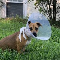Veterinary Eye Specialists, PLLC ico