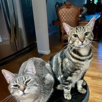 Thornwood Animal Hospital ico