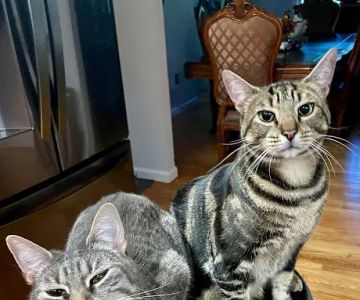Thornwood Animal Hospital