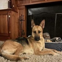 Valhalla Animal Hospital ico