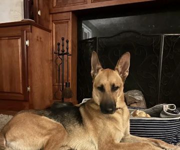 Valhalla Animal Hospital