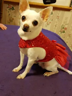 DogGone Cute Apparel and Accessories 1