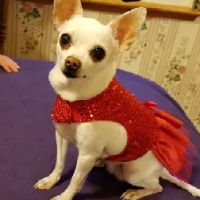 DogGone Cute Apparel and Accessories ico