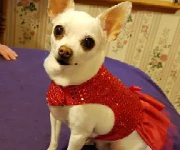 DogGone Cute Apparel and Accessories
