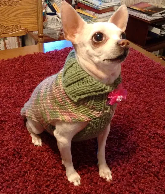 DogGone Cute Apparel and Accessories 7