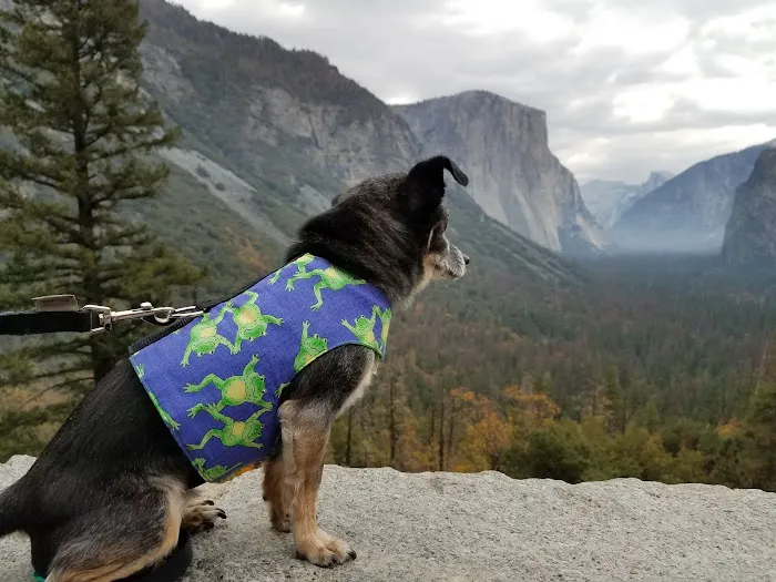 DogGone Cute Apparel and Accessories 3