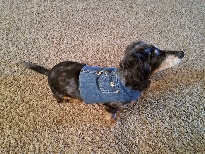 DogGone Cute Apparel and Accessories 5