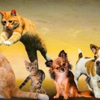 Critter Avenue ico