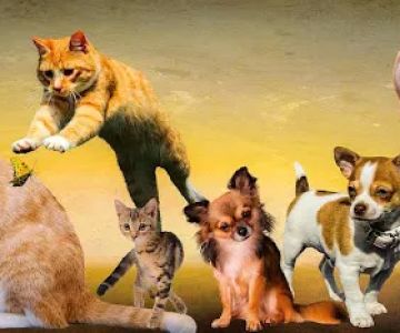 Critter Avenue