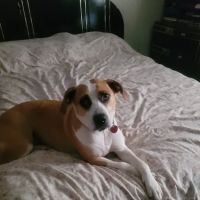 Petco ico