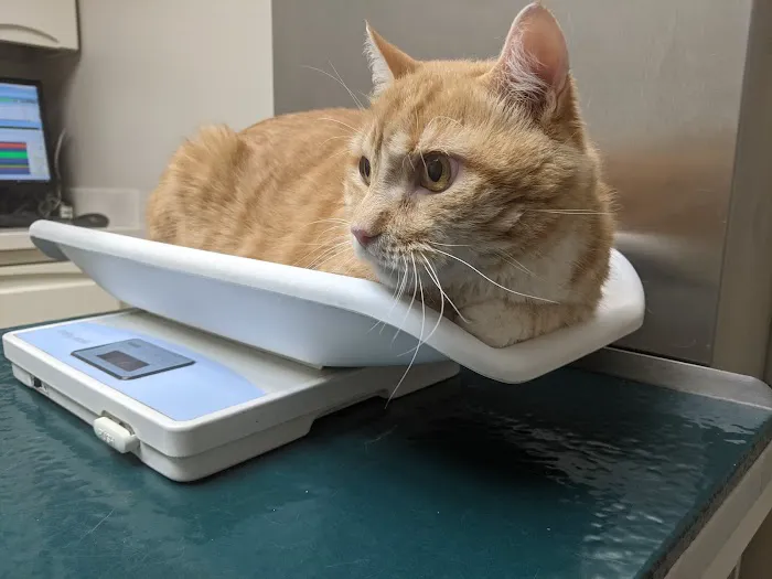 Pleasantville Animal Hospital 2
