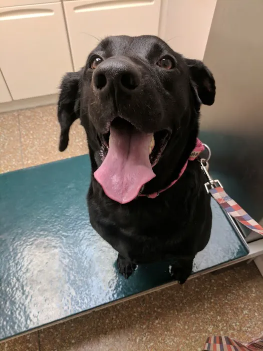 Pleasantville Animal Hospital 3