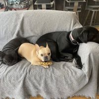 Pleasantville Animal Hospital ico