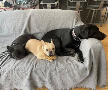 Pleasantville Animal Hospital