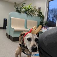 Rockland Veterinary Care - North Rockland ico